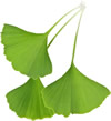 Gingko%20copie