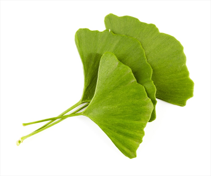 Ginko_Biloba_Leaf_1