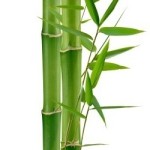 bambu-12