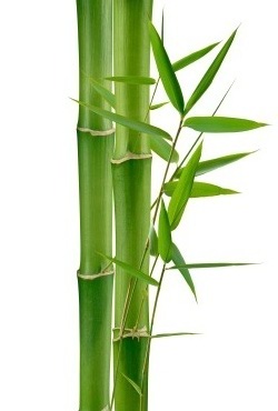 bambu-1212